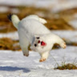 Meet your Posher, Rachelle